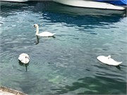 28-Zurich_06172018