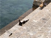 29-Zurich_06172018