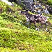 51-Hammerfest