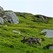 55-Hammerfest