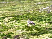 15-Honnensvang_Norway