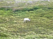 20-Honnensvang_Norway