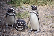 017_15-Magellanic_PenguinsS