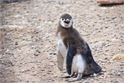 021_31-Magellanic_PenguinsS