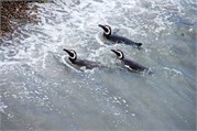 023_38-Magellanic_PenguinsS