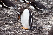 032_07_Penguins-Susan