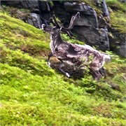 401_52-Hammerfest