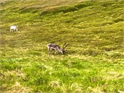 417_19-Honnensvang_Norway