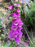 37-29-Ullapool