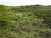 52-28-Honnensvang_Norway
