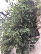 80-87-Granada