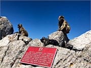 84-26-Gibraltar
