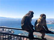 86-49-Gibraltar
