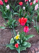 18-Easter_45thAnniversary