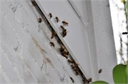 1_honey-bees