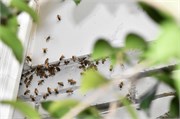 2_honey-bees