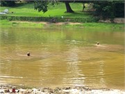 05-Cooper-DuckPond