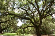 04-McLeod-Plantation