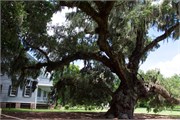07-McLeod-Plantation