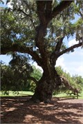 08-McLeod-Plantation