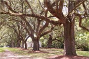13-McLeod-Plantation
