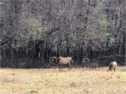 1_Cataloochee