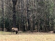 2_Cataloochee