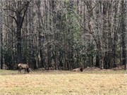 3_Cataloochee