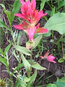08-LittleCottonwoodCanyon
