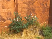 08-CanyonLands