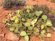 34-CanyonLands