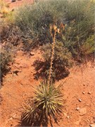 36-CanyonLands