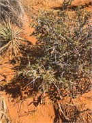 37-CanyonLands