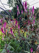 FlowerBridge-3