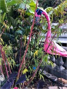 FlowerBridge-6