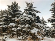 SaltLakeCityDec-021