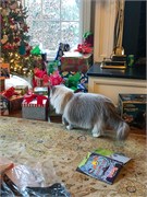 Christmas2019-014