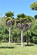 047_Cienfuegos-Cuba_2019