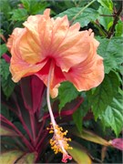 05_HarvestCaye_2019
