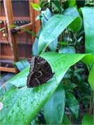 12_HarvestCaye_2019
