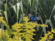 13_HarvestCaye_2019