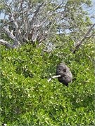 35_HarvestCaye_2019