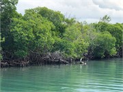 36_HarvestCaye_2019