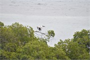 38_HarvestCaye_2019
