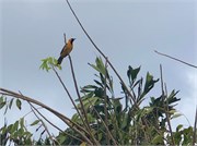 13_CostaMaya_2019