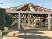 005-Miracle_Garden_Dubai