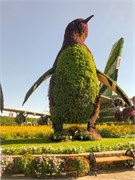 008-Miracle_Garden_Dubai