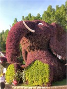 009-Miracle_Garden_Dubai
