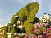 018-Miracle_Garden_Dubai