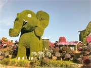 020-Miracle_Garden_Dubai